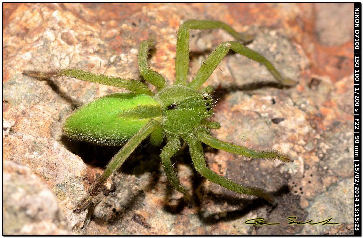 Micrommata ligurina - Alghero (SS) e Tolfa (RM)